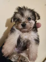 Male morkie 1, a male Morkie for sale in Corinth, MS – Photo 6 of 6