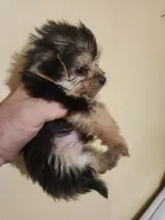 Male morkie 1, a male Morkie for sale in Corinth, MS – Photo 3 of 6