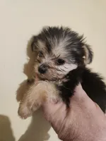 Male morkie 1, a male Morkie for sale in Corinth, MS – Photo 4 of 6