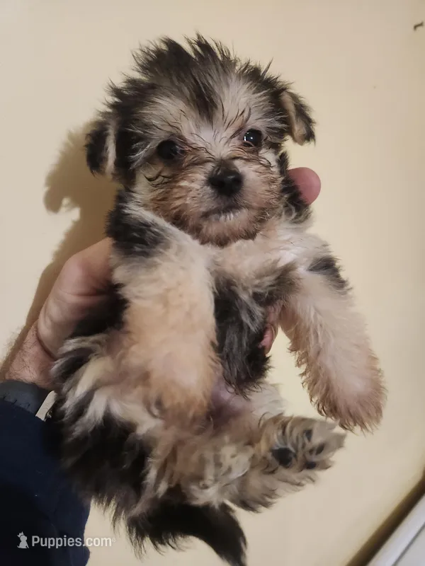 Male morkie 1 – Morkie puppy for sale in Corinth, MS