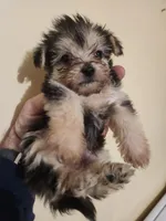 Male morkie 1, a male Morkie for sale in Corinth, MS – Photo 1 of 6