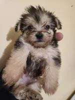 Male morkie 1, a male Morkie for sale in Corinth, MS – Photo 5 of 6