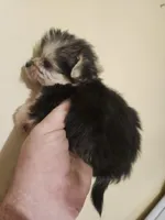 Male morkie 1, a male Morkie for sale in Corinth, MS – Photo 2 of 6