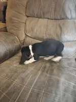 Beaglier girl, a female Beagle and Cavalier King Charles Spaniel for sale in Corinth, MS – 4 of 6