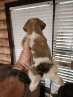 Yorkie poo chon boy 1, a male Bichon Frise and Yorkipoo for sale in Corinth, MS – 4 of 6