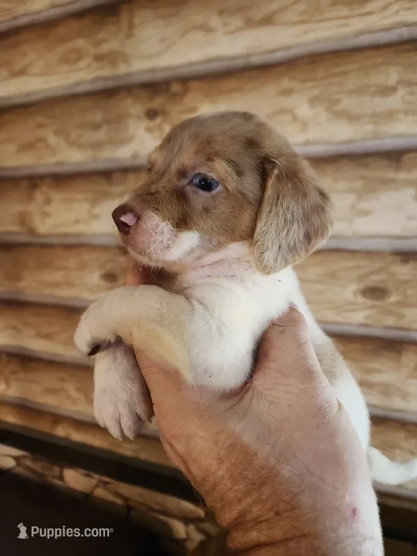 Poogle girl 1 – Beagle, Poodle - Miniature  puppy for sale in Corinth, MS