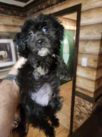 Male shorkie poo, a male Yorkipoo and Shih Tzu for sale in Corinth, MS – 4 of 6