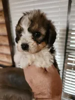 Yorkie poo chon girl 1, a female Bichon Frise and Yorkipoo for sale in Corinth, MS – 1 of 6