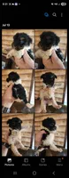 Yorkie poo B1, a male Yorkipoo for sale in Corinth, MS – 2 of 2