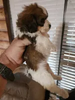 Yorkie poo chon girl 1, a female Bichon Frise and Yorkipoo for sale in Corinth, MS – 3 of 6