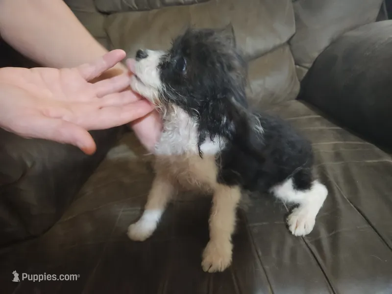 Poogle girl – Beagle, Poodle - Toy  puppy for sale in Corinth, MS