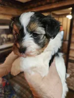 Yorkipoo boy, a male Yorkipoo for sale in Corinth, MS – Photo 1 of 9