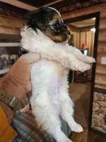 Yorkipoo boy, a male Yorkipoo for sale in Corinth, MS – Photo 7 of 9