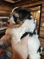 Yorkipoo boy, a male Yorkipoo for sale in Corinth, MS – Photo 8 of 9