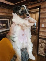 Yorkipoo boy, a male Yorkipoo for sale in Corinth, MS – Photo 6 of 9