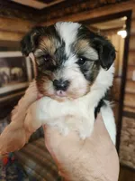 Yorkipoo boy, a male Yorkipoo for sale in Corinth, MS – Photo 2 of 9