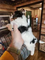 Yorkipoo boy, a male Yorkipoo for sale in Corinth, MS – Photo 4 of 9