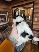 Yorkipoo boy, a male Yorkipoo for sale in Corinth, MS – Photo 9 of 9