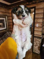 Yorkipoo boy, a male Yorkipoo for sale in Corinth, MS – Photo 3 of 9