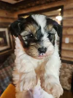 Yorkipoo boy, a male Yorkipoo for sale in Corinth, MS – Photo 5 of 9