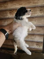Yorkie Girl, a female Yorkshire Terrier for sale in Corinth, MS – 7 of 8