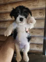 Yorkie boy , a male Yorkshire Terrier for sale in Corinth, MS – 1 of 7