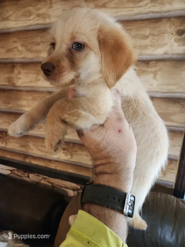 Oliver – Sheepadoodle, Chiweenie puppy for sale in Corinth, MS