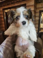 processed/e638d068-d00b-4ab1-be9e-358e73317a57/listing/b2713c1b-e2bb-4764-8da1-c11377e67877/46197333-d3a9-4a00-afdc-61498b723463