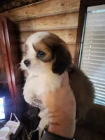 Yorkie poo chon girl 2, a female Bichon Frise and Yorkipoo for sale in Corinth, MS – 6 of 6