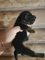 Yorkie poo G1 Litter 2, a female Yorkipoo for sale in Corinth, MS – 7 of 7