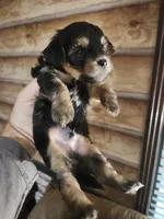 Yorkie poo B3 Litter 1, a male Yorkipoo for sale in Corinth, MS – 3 of 7