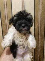 Yorkie poo B2, a male Yorkipoo for sale in Corinth, MS – 1 of 5