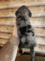 Poogle boy 3, a male Beagle and Poodle - Miniature  for sale in Corinth, MS – 2 of 3