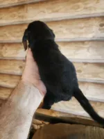 Poogle boy 2, a male Beagle and Poodle - Miniature  for sale in Corinth, MS – 2 of 3