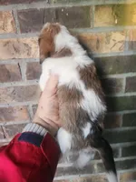 Boy 3, a male Beagle and Poodle - Miniature  for sale in Corinth, MS – Photo 3 of 4