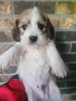 Boy 3, a male Beagle and Poodle - Miniature  for sale in Corinth, MS – Photo 1 of 4