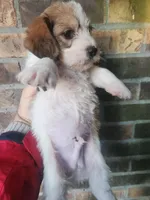 Boy 3, a male Beagle and Poodle - Miniature  for sale in Corinth, MS – Photo 2 of 4
