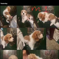 M1, a male Beagle and Poodle - Miniature  for sale in Corinth, MS – Photo 2 of 2