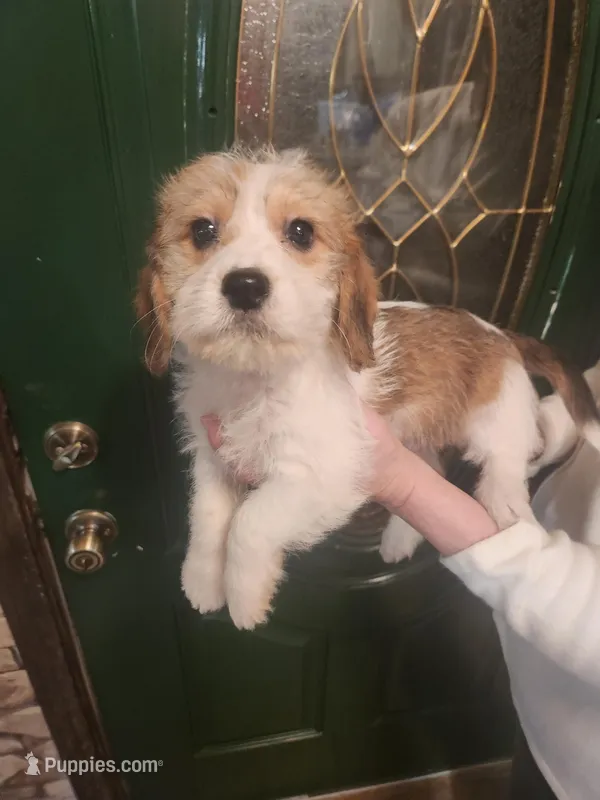 M1, a male Beagle and Poodle - Miniature  for sale in Corinth, MS – Photo 1 of 2