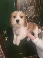 M1, a male Beagle and Poodle - Miniature  for sale in Corinth, MS – Photo 1 of 2