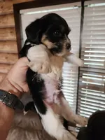 Yorkie poo chon boy 2, a male Bichon Frise and Yorkipoo for sale in Corinth, MS – 5 of 5