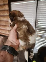 Yorkie poo chon boy 3, a male Bichon Frise and Yorkipoo for sale in Corinth, MS – 3 of 6