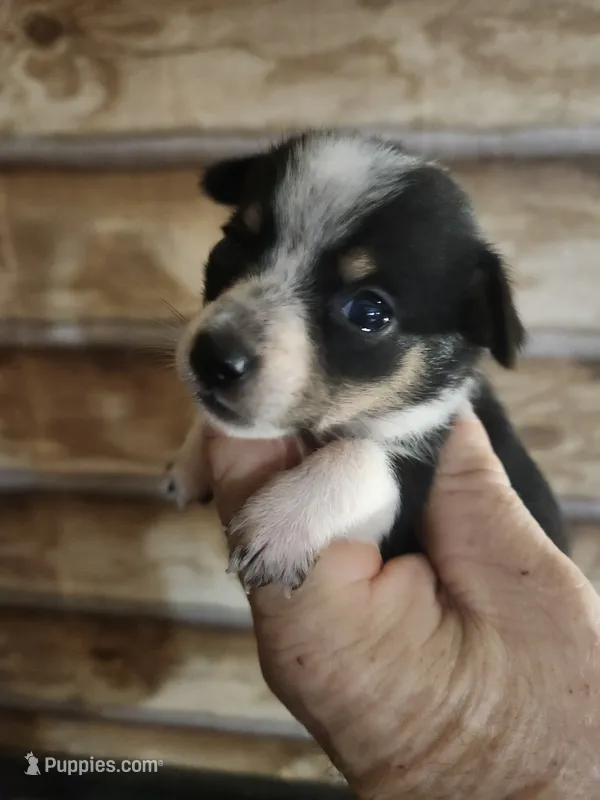 Chicorgi girl – Pembroke Welsh Corgi, Chihuahua puppy for sale in Corinth, MS