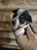 Chicorgi girl, a female Pembroke Welsh Corgi and Chihuahua for sale in Corinth, MS – 1 of 7