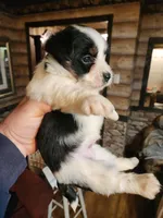 Biewer yorkie boy, a male Yorkshire Terrier for sale in Corinth, MS – Photo 2 of 4