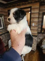 Biewer yorkie boy, a male Yorkshire Terrier for sale in Corinth, MS – Photo 4 of 4