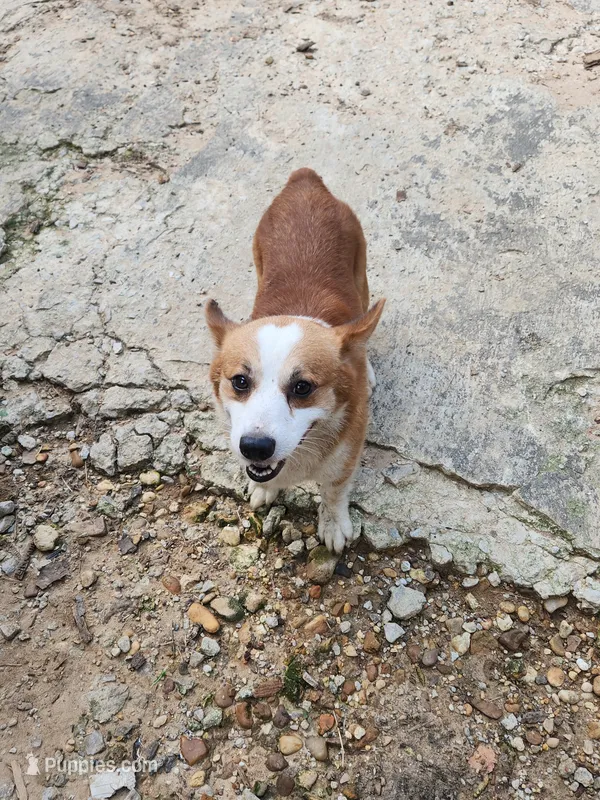 Corgi male adult – Pembroke Welsh Corgi puppy for sale in Corinth, MS