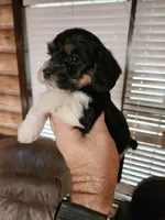 Yorkie poo chon boy 2, a male Bichon Frise and Yorkipoo for sale in Corinth, MS – 4 of 5