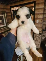 Biewer yorkie girl, a female Yorkshire Terrier for sale in Corinth, MS – Photo 2 of 5