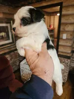 Biewer yorkie girl, a female Yorkshire Terrier for sale in Corinth, MS – Photo 4 of 5